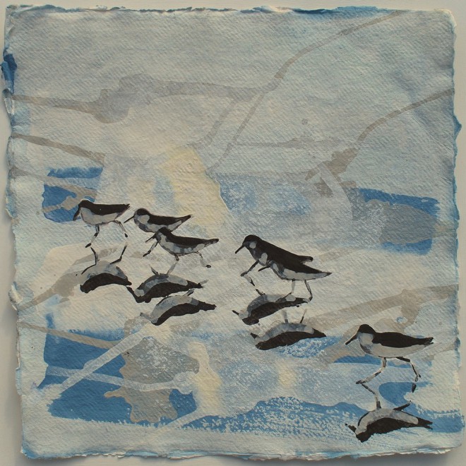 Sanderlings, Treyarnon Beach